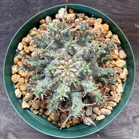 70、Euphorbia decepta