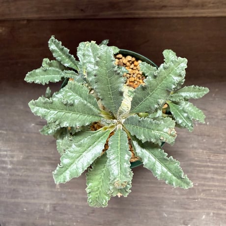 18、Dorstenia lavrani