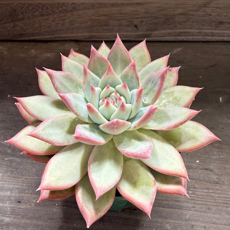 80、Echeveria lindsayana