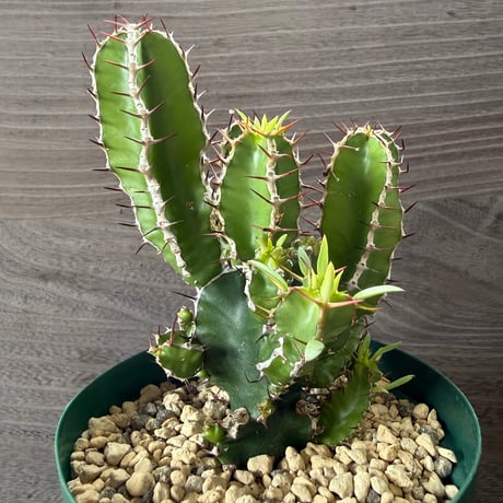 57、Euphorbia mlanjeana