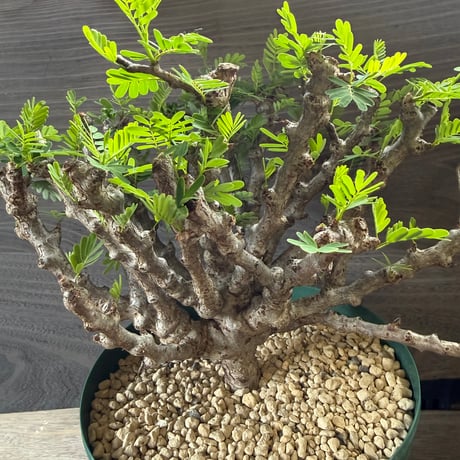 89、Senna meridionalis
