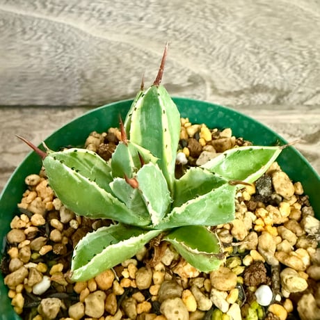 111、Agave キュービック錦