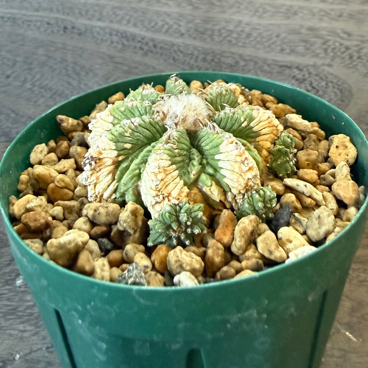 81、Aztekium 花籠（カキ仔） | HORIKAWA NURSERY