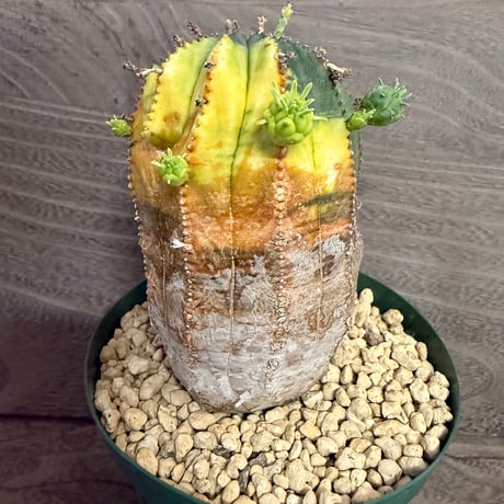 122、Euphorbia オベサ梵天錦