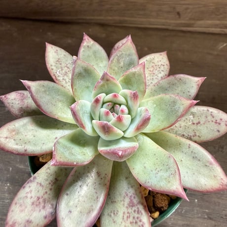 79、Echeveria ’CS-NO-08’ ’コロラータ旧来型’