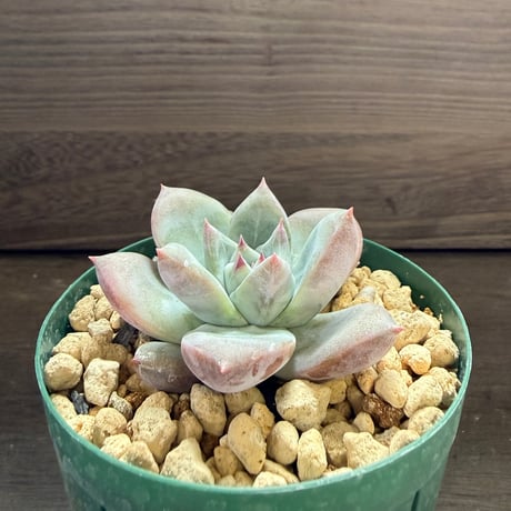 74、Echeveria ’CS-NO-01’ ’Super White’