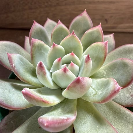 78、Echeveria ’CS-NO-08’ ’コロラータ旧来型’