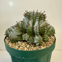 153、Euphorbia horrida