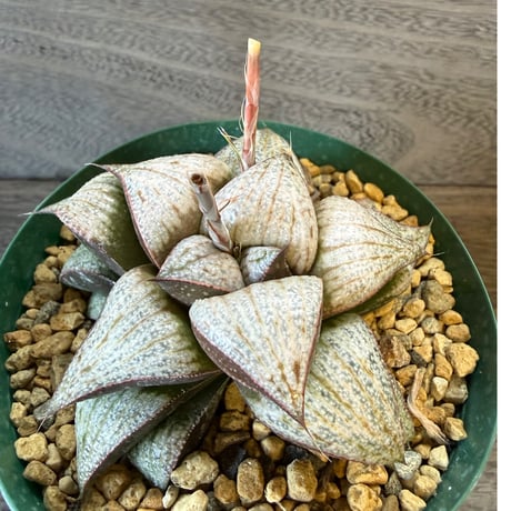 83、Haworthia スプレンデンス