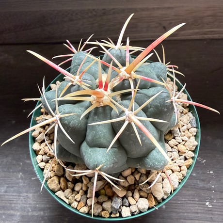 61、Thelocactus 紅鷹