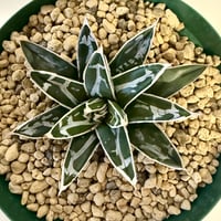 129、Agave 笹の雪 ’良ペンキ’