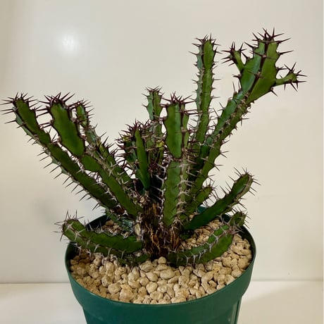 150、Euphorbia sekukuniensis
