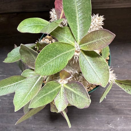 19、Pachypodium 恵比寿大黒