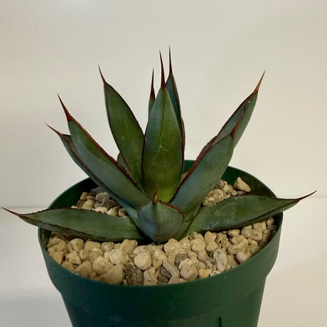 133、Agave ’Green lotus’