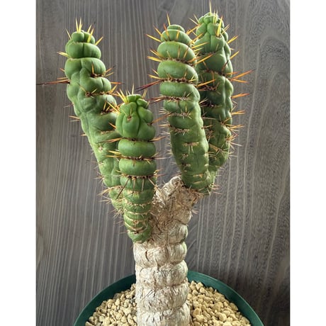 90、Eulychnia castanea var.spiralis