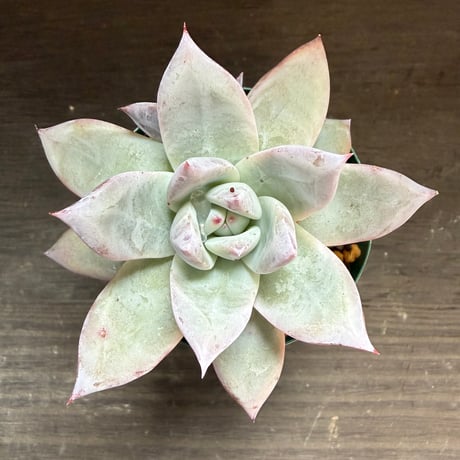 68、Echeveria ’CS-NO-11’ ’CPS02×Wildcolorata’