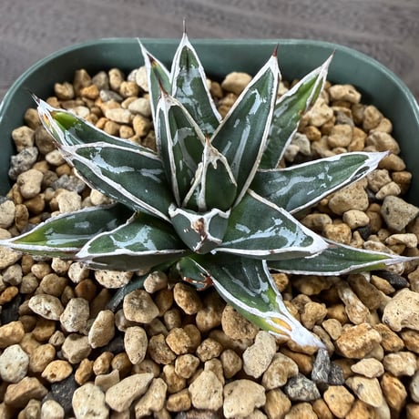 51、Agave 姫笹の雪