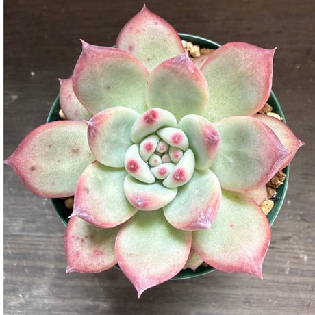 70、Echeveria lindsayana