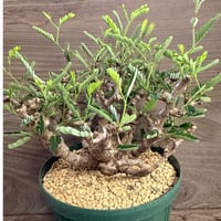 127、Senna meridionalis