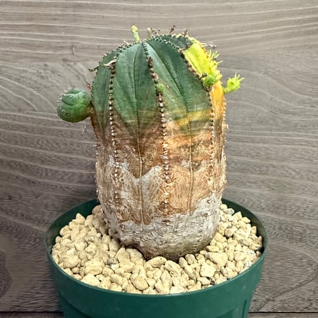 122、Euphorbia オベサ梵天錦