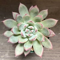 78、Echeveria ’CS-NO-08’ ’コロラータ旧来型’