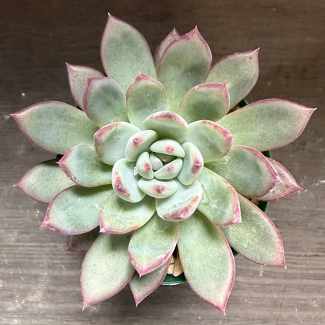 78、Echeveria ’CS-NO-08’ ’コロラータ旧来型’