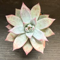 64、Echeveria ’CS-NO-09’ ’Alps’