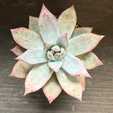 64、Echeveria ’CS-NO-09’ ’Alps’