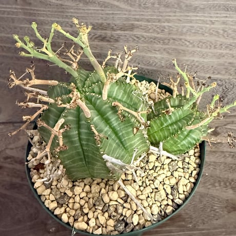 124、Euphorbia valida