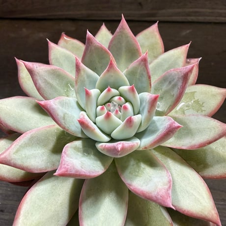 80、Echeveria lindsayana