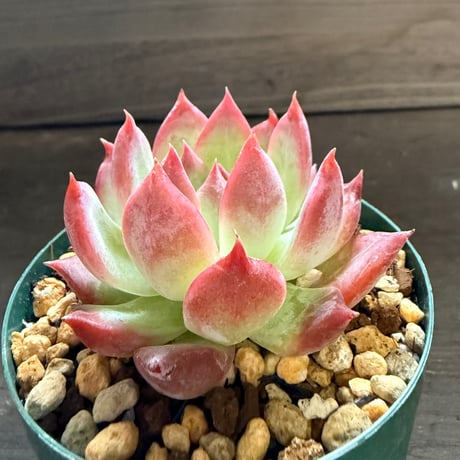 20、Echeveria colorata ’Autentica’（実）