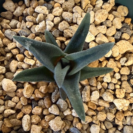 147、Haworthia sordida var.lavranii