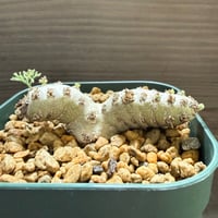 20、Monsonia peniculina