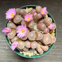 50、Ophthalmophyllum subfenestratum