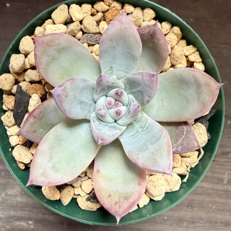 76、Echeveria ’CS-NO-01’ ’Super White’