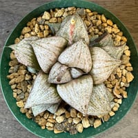83、Haworthia スプレンデンス
