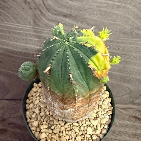 122、Euphorbia オベサ梵天錦