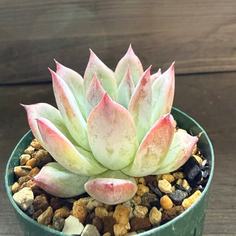 15、Echeveria colorata ’Roof’（実）