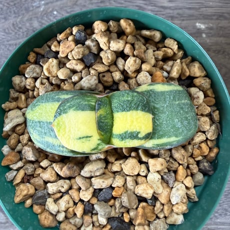 52、Gasteria 臥牛錦