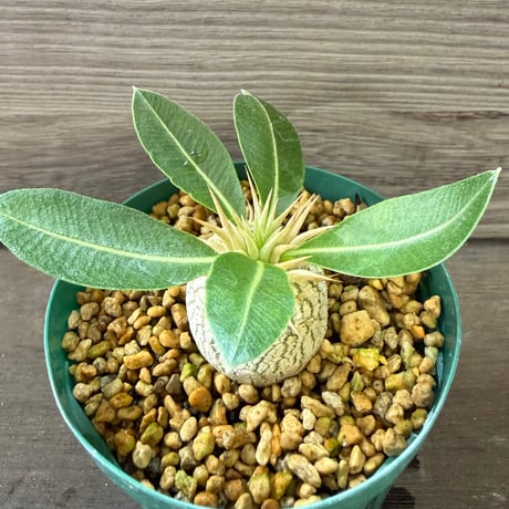 100、Pachypodium enigmaticum