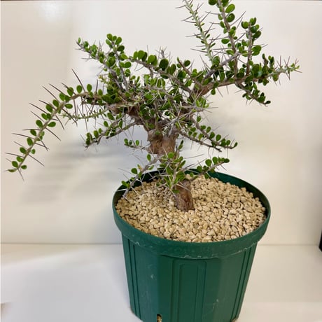 159、Alluaudia comosa