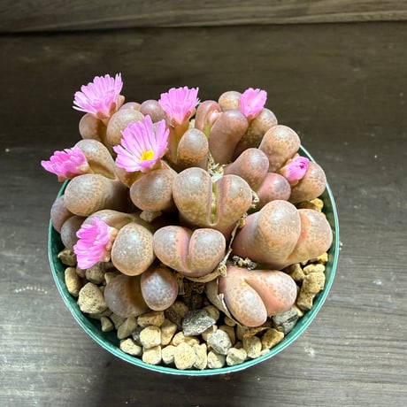 50、Ophthalmophyllum subfenestratum