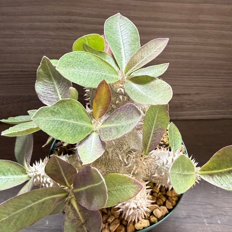 19、Pachypodium 恵比寿大黒