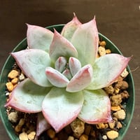 17、Echeveria colorata ’Roof’（実）