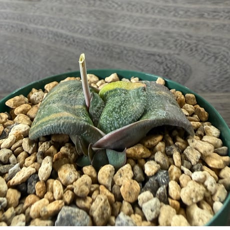 53、Gasteria 臥牛錦