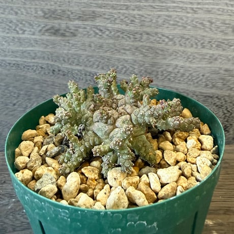 73、Euphorbia brevirama