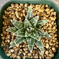 90、Agave 姫笹の雪