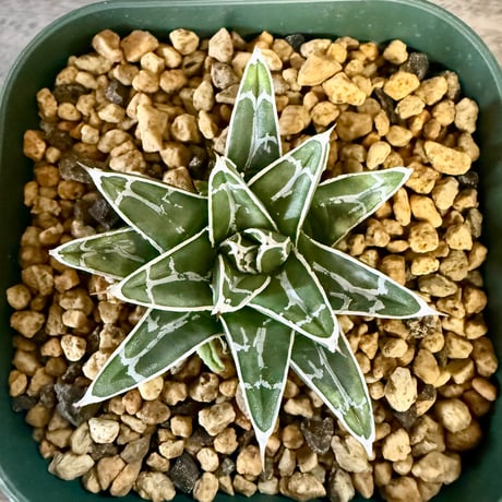 90、Agave 姫笹の雪