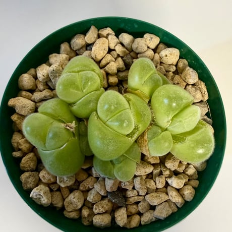 141、Gibbaeum 翠滴玉
