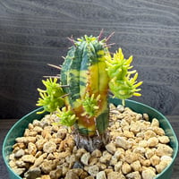 71、Euphorbia 紅麒麟錦